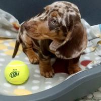 Cucciola di bassotto choco arlecchino