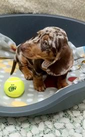 Cucciola di bassotto choco arlecchino