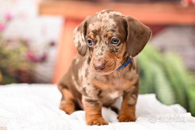 Cuccioli bassotti Kaninchen e nano Arlecchino