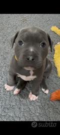 Pitbull
