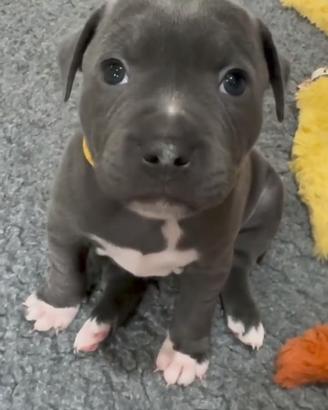 Pitbull