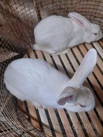 Conigli nuova zelanda puri a partire da 10_