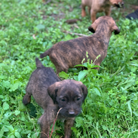 Cuccioli di segugio maremmano