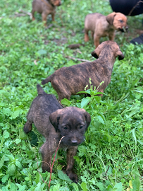 Cuccioli di segugio maremmano