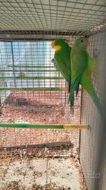 Parrocchetto di Barraband