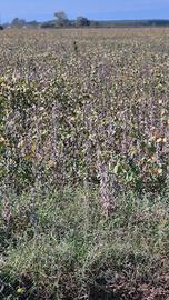terreno agricolo