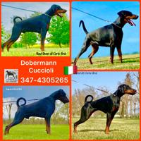 Dobermann Cuccioli Alta Genealogia