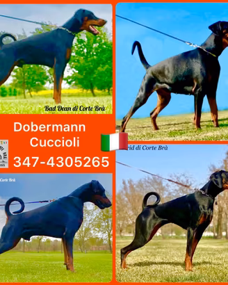 Dobermann Cuccioli Alta Genealogia