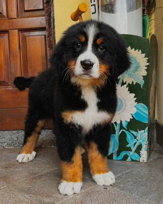 Cucciole bovaro del bernese