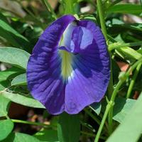 Semi Clitoria ternatea e Hibiscus mutabilis