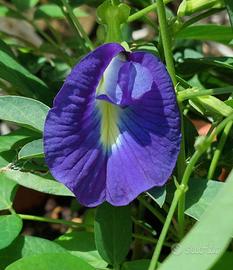 Semi Clitoria ternatea e Hibiscus mutabilis