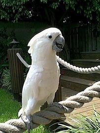 Cacatua Alba maschio
