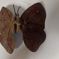 Farfalla im metallo brunito