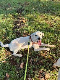 Kimbo taglia medio piccola