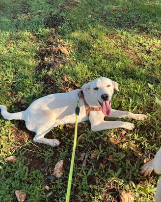 Kimbo taglia medio piccola