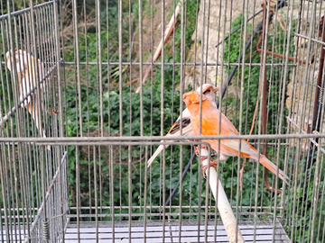 Canarini arlecchino portoghese