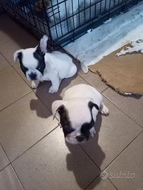 Cuccioli Bulldog Francese