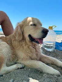 Golden retriever