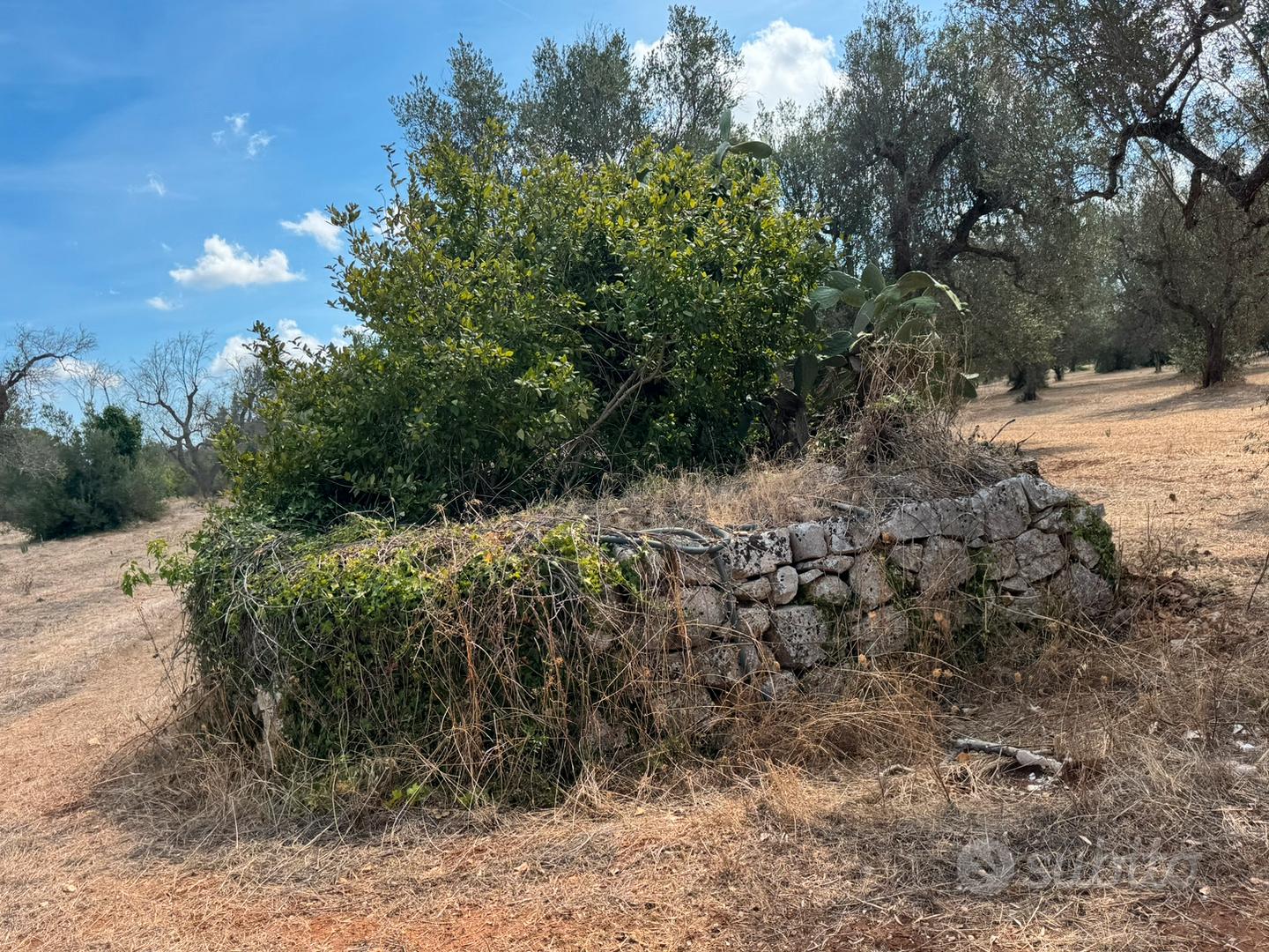 Trullo in due lotti edificabili terreno 17.000mq - Vista 2