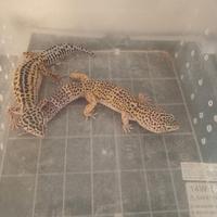 Gechi leopardiani