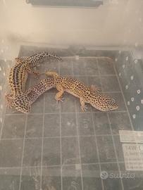 Gechi leopardiani