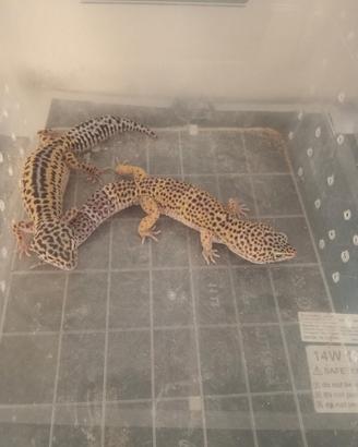 Gechi leopardiani