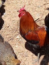 Galline Cornuta di Caltanissetta