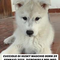 Cuccioli di Husky