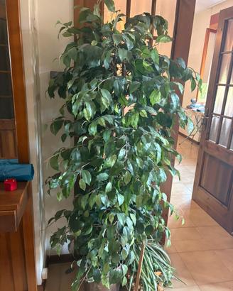 Pianta ficus artificiale