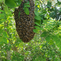 Recupero sciame d'ape