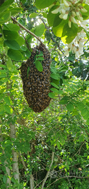 Recupero sciame d'ape