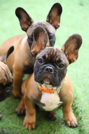 Maschi e femmin di Bouldogue francese con Pedigree