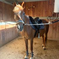 PONY 135 cm