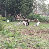 Tacchine e pulcini di tacchino