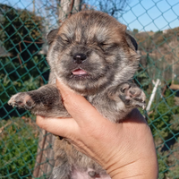 Akita INU pedigree enci