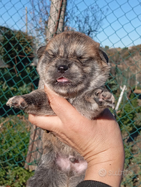 Akita INU pedigree enci