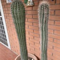 Cactus ornamentali