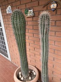 Cactus ornamentali