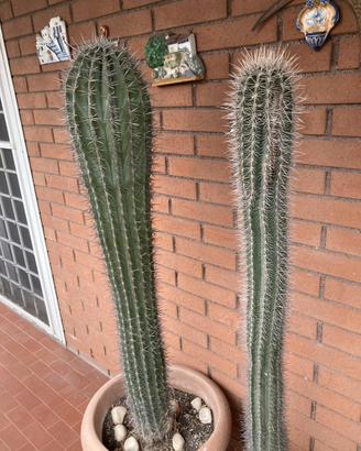 Cactus ornamentali