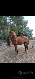 cavallo