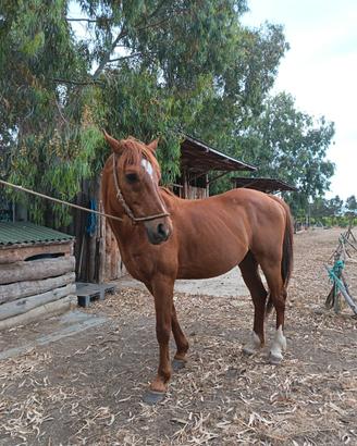 cavallo
