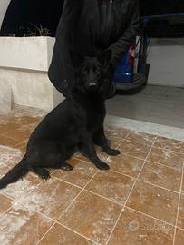 Cucciolona di pastore tedesco nero a pelo lungo