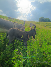 Asina con puledro puri Amiatini