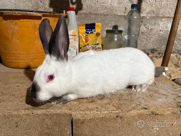 Coniglio californiano