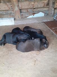 Cuccioli in adozione