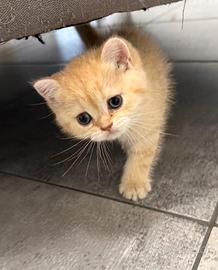 British Femmina