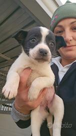 Ponza: cucciola taglia contenuta