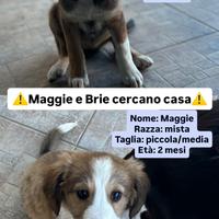 Cucciole di cane: Maggie e Brie