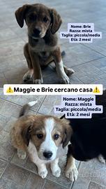 Cucciole di cane: Maggie e Brie