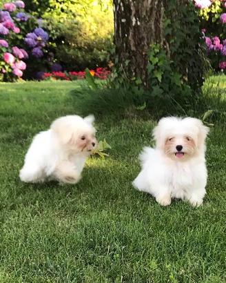 Cuccioli Maltese